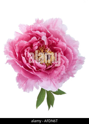 Gros plan de fleurs de pivoines sur un fond blanc. Banque D'Images