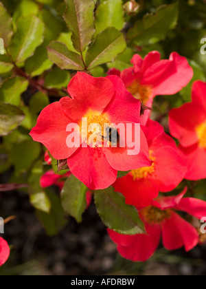 Masse de fiery orange rouge rose fleurit et les feuilles montrant anthères et bee Rosa Stargazer Banque D'Images