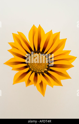 Studio shot of Gazania contre un fond blanc Banque D'Images