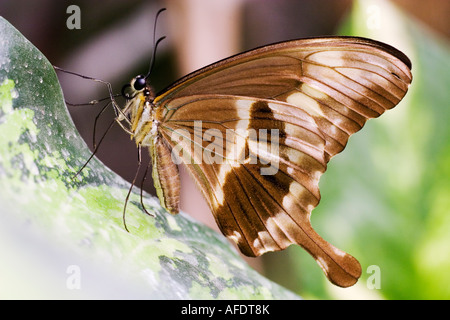 Constantines Papilio constantinus) reposant sur la Banque D'Images