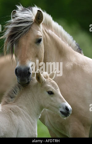 Norwegian Fjord Horse - mare avec poulain Banque D'Images