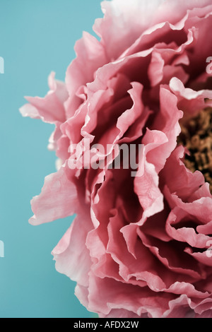 Gros plan de fleurs de pivoines sur un fond blanc. Banque D'Images