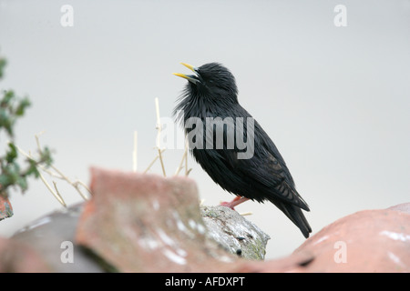 Spotless starling Sturnus unicolor Espagne Banque D'Images