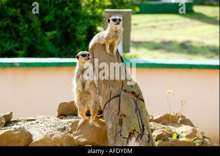 Suricates Banque D'Images