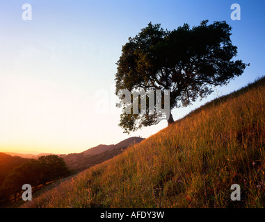 Lumière du soir sur un chêne Chaparral, Californie Etats-Unis, par Gary A Nelson/Dembinsky photo Assoc Banque D'Images