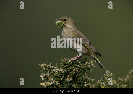 Femelle Verdier Carduelis chloris Dorset Banque D'Images