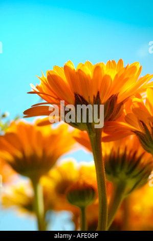 Belles fleurs marguerite jaune orange Banque D'Images