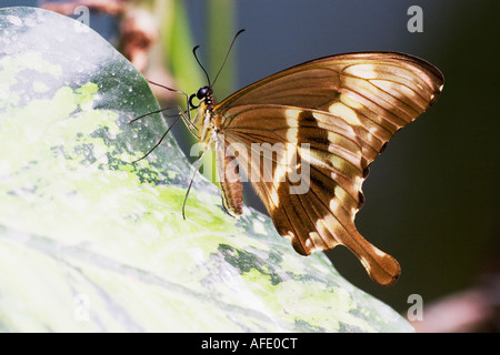 Constantines Papilio constantinus) reposant sur la Banque D'Images