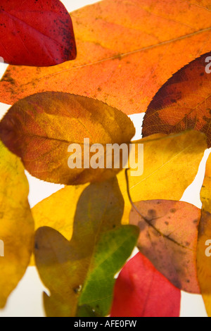 Une collection de feuilles aux couleurs automnales retour allumé avec des détails Banque D'Images