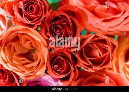 Bouquet de roses orange et roses rouges en plongée des Banque D'Images