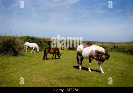 Troupeau de chevaux et poneys le pâturage sur les terres communes dans le Devon Banque D'Images