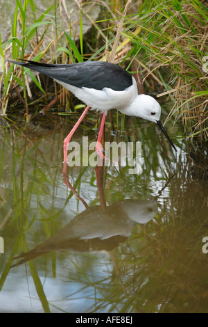 Black-winged stilt cherchent de la nourriture au bord de l'eau. Banque D'Images