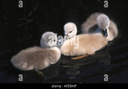 Pays-bas Graveland canetons Cygne tuberculé Cygnus olor Banque D'Images