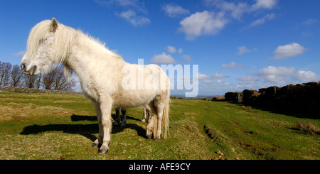 White Poney Dartmoor standing très près de l'appareil photo en portrait sous un ciel d'été bleu vif Banque D'Images