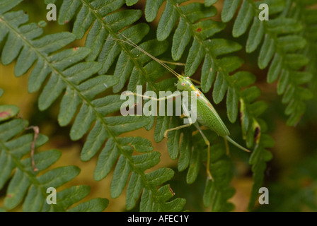 Un chêne Cricket Bush repose sur une fougère verte dans un bois Banque D'Images