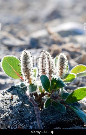 Forêt de saules polaires s'élève qu'à environ 2 cm du sol comme une adaptation à la rudesse du climat arctique pollen rouge sur chatons Banque D'Images