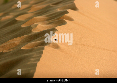 Beetle marche sur le sable dans le désert de Tengger Ningxia Chine Août 2007 Banque D'Images