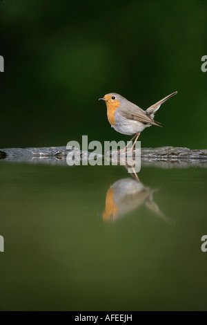 Erithacus rubecula aux abords de la Hongrie Banque D'Images