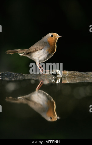 Erithacus rubecula aux abords de la Hongrie Banque D'Images