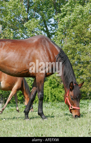 Chevaux Banque D'Images