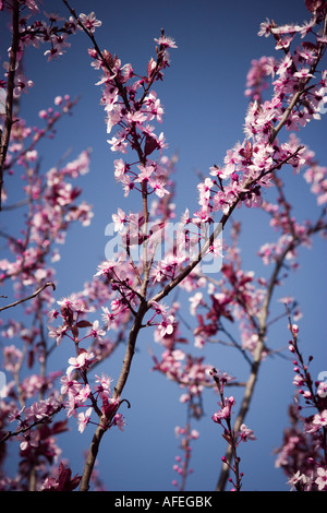 Blossom contre un fond de ciel bleu clair Banque D'Images