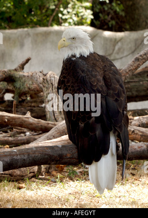 L'aigle chauve américain Banque D'Images