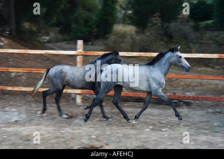 Deux jeunes chevaux qui courent dans un boîtier Banque D'Images