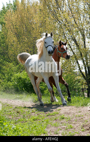 Chevaux Banque D'Images