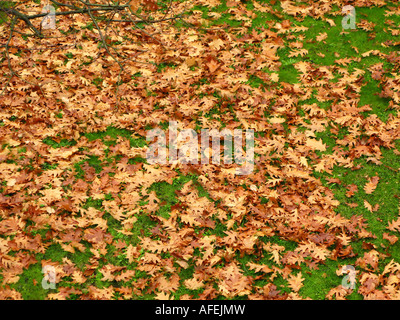 Les feuilles mortes de l'arbre du chêne rouge Banque D'Images