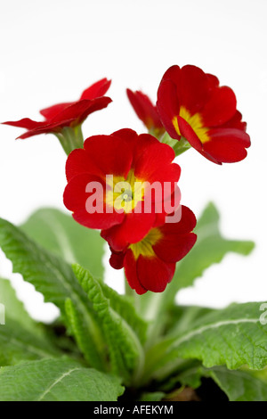 Primrose à fleurs rouges dans un pot de terre cuite Banque D'Images