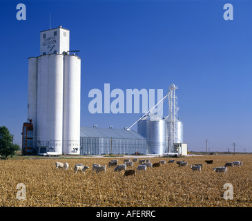 Troupeau de veaux dans des chaumes de maïs KANSAS Banque D'Images