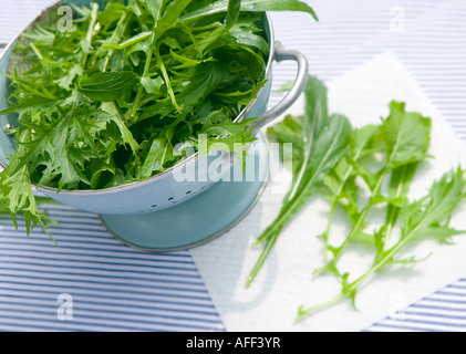 Les feuilles de salade dans une passoire bleu Banque D'Images