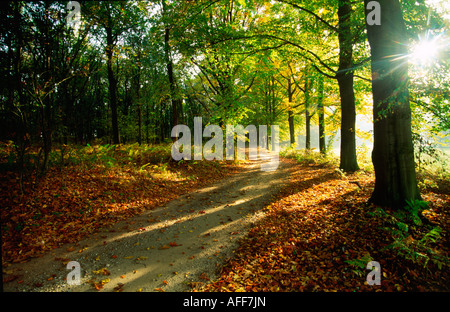 La voie dans les bois avec la lumière du soleil qui brillait à travers les arbres Banque D'Images