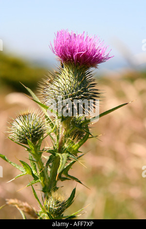 Marsh thistle Cirsium palustre Banque D'Images