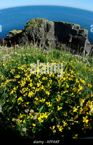 Fleur dans l'ouest du pays de Galles côtier oiseaux lotier st anc bay maison natale de st david dewi sant Banque D'Images