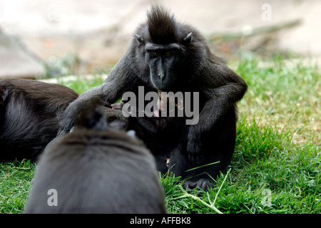 Sulawesi macaque macaque macaca nigra noir à la mère et l'enfant de Célèbes en Indonésie Banque D'Images