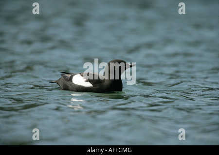 Le guillemot à miroir (Cepphus grylle) Ecosse Banque D'Images