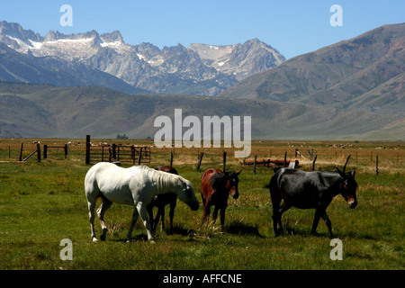 Les chevaux dans les Sierras Banque D'Images