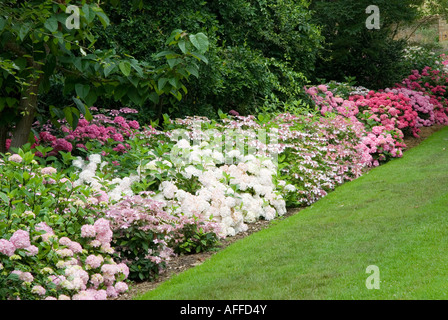 Hortensias Abbotsbury Dorset UK Sub-Tropical Gardens Banque D'Images