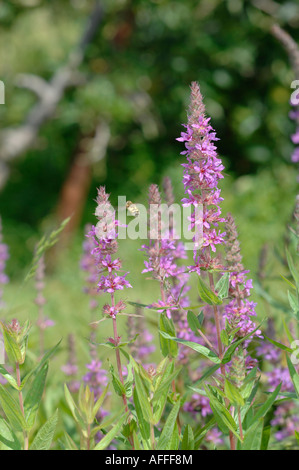 Les papillons fleurs sauvages prairie campagne kent Banque D'Images