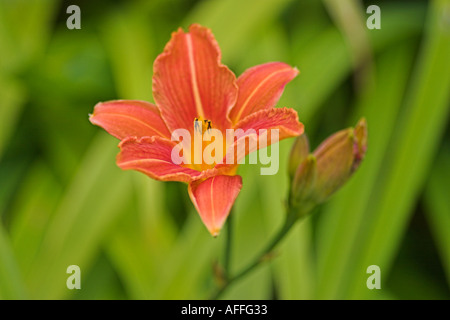 Hémérocalle (Hemerocallis Orange) fleur. Eyam Hall, Eyam, Derbyshire, Royaume-Uni. Banque D'Images