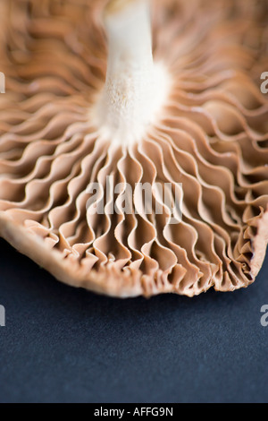 Gros plan d'un champignon Banque D'Images