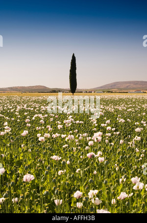 Poppyfield et lone cypress tree près de Antequera en Andalousie Espagne Europe Banque D'Images