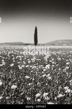 Poppyfield et lone cypress tree près de Antequera en Andalousie Espagne Europe Banque D'Images