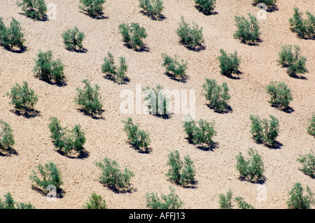 Olive Grove près de Moron De La Frontera Andalousie Espagne Europe Banque D'Images
