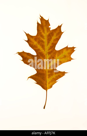 Une feuille de chêne d'automne contre un fond blanc Banque D'Images
