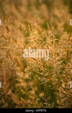 Dans le champ d'herbes, la fin de l'après-midi en été, Norfolk, UK Banque D'Images