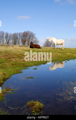 Paire de poneys Dartmoor à côté d'une grande flaque sous un ciel d'été bleu vif Banque D'Images