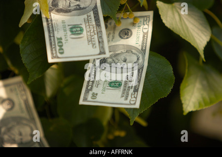 Une photo illustrant le contraire de l'expression de l'argent ne pousse sur les arbres Banque D'Images