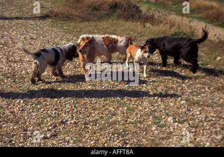 Les chiens jouant sur la plage West Sussex England Banque D'Images